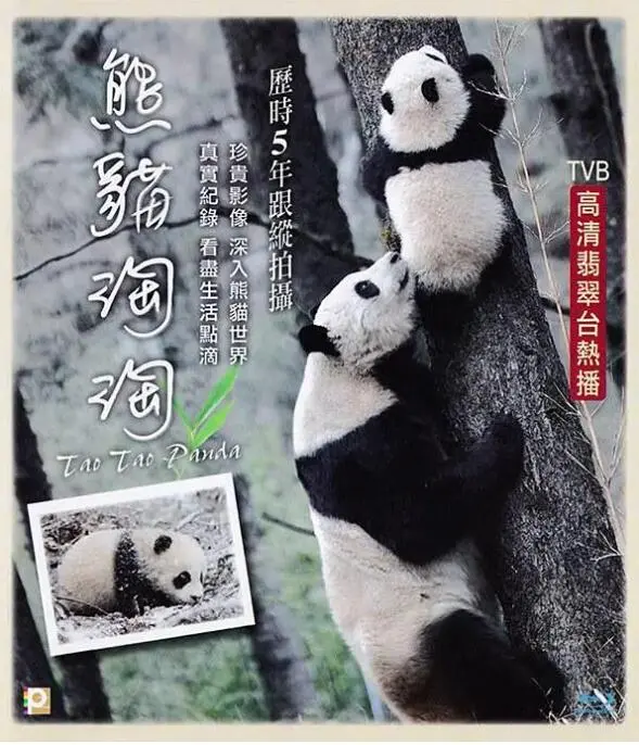 《熊猫淘淘》：萌化你的心！看一只小熊猫如何实现不可能的逆袭人生！