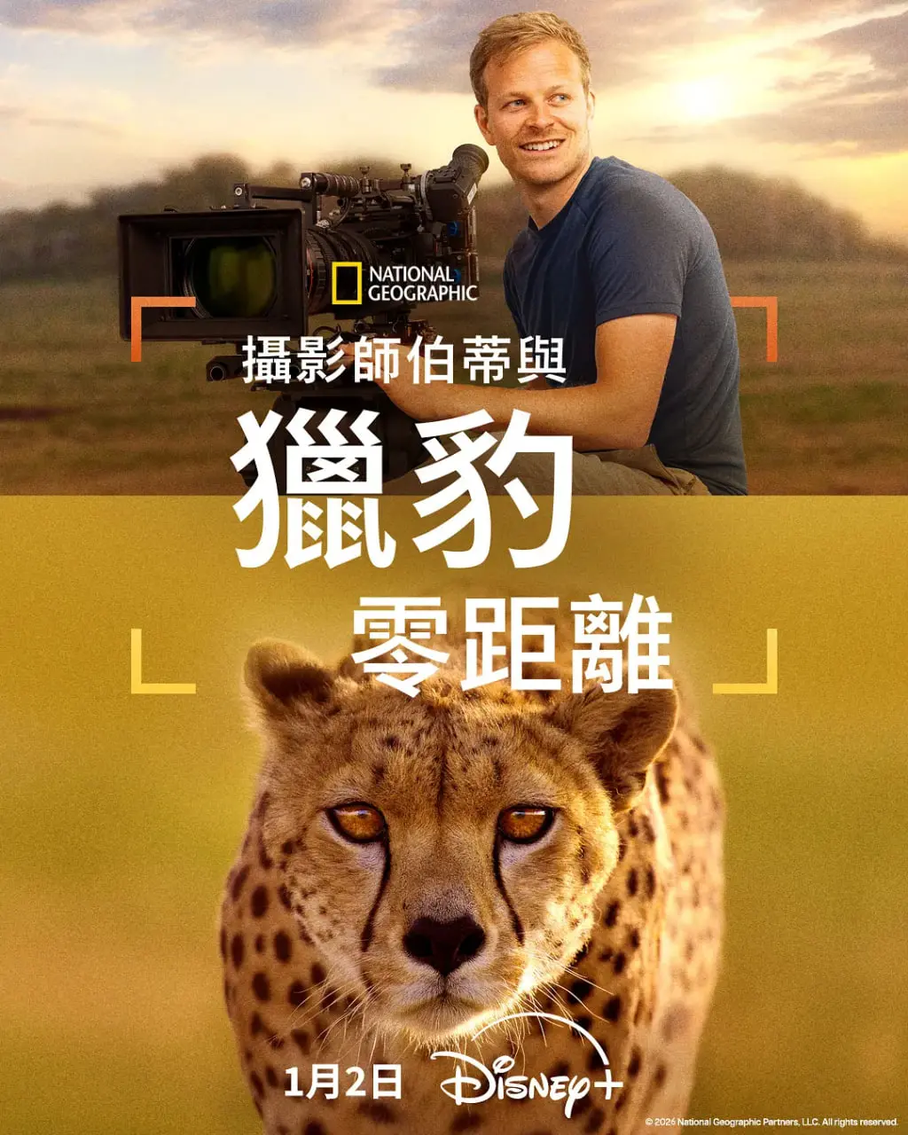 摄影师贝尔蒂与猎豹零距离：非洲大地的野性狂舞，这《体育新闻》拍得太野了！